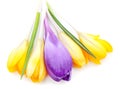 Yellow and blue bouquet of crocuses Royalty Free Stock Photo