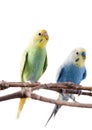 Yellow and blue Budgerigar bird Melopsittacus undulatus. Royalty Free Stock Photo