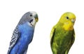 Yellow and blue Budgerigar  isolated on white background.Melopsittacus undulatus.Budgerigar close up on the bird cage. Royalty Free Stock Photo