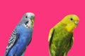 Yellow and blue Budgerigar isolated on white background.Melopsittacus undulatus.Budgerigar close up on the bird cage.