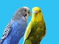 Yellow and blue Budgerigar isolated on white background.Melopsittacus undulatus.Budgerigar close up on the bird cage.