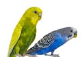 Yellow and blue Budgerigar  isolated on white background.Melopsittacus undulatus.Budgerigar close up on the bird cage. Royalty Free Stock Photo