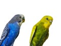 Yellow and blue Budgerigar isolated on white background.Melopsittacus undulatus.Budgerigar close up on the bird cage.