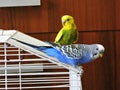 Yellow and blue Budgerigar isolated on white background.Melopsittacus undulatus.Budgerigar close up on the bird cage.