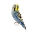 Yellow and blue budgie Royalty Free Stock Photo