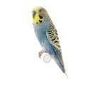 Yellow and blue budgie