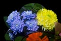 Yellow and blue chrysanthemum flowers close-up bouquet on dark background Royalty Free Stock Photo