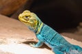 Yellow-blue Collared Lizard Royalty Free Stock Photo