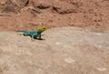 Yellow and blue common collared lizard Crotaphytus insularis basking on a rock in the desert sun light. Royalty Free Stock Photo