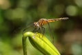 Yellow Blue Dragonfly Blue Dasher Pachydiplax longipennis Royalty Free Stock Photo