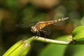 Yellow Blue Dragonfly Blue Dasher Pachydiplax longipennis Royalty Free Stock Photo