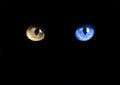 Yellow And Blue Colored Eyes Of A Cat Isolated On A Black Background