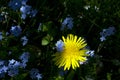 Yellow dandelion and blue field flouers Royalty Free Stock Photo