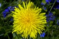 Yellow dandelion and blue field flouers Royalty Free Stock Photo