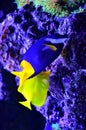 Yellow and blue fish float around algae and stones