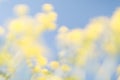 Yellow blue floral bokeh background, lens blur