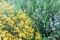 Yellow and blue flowers beautifully grow in the field