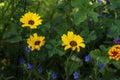 Yellow and blue flowers in the garden and the meadow in summertime Royalty Free Stock Photo