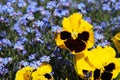 Yellow and blue flowers Royalty Free Stock Photo
