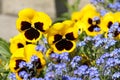 Yellow and blue flowers Royalty Free Stock Photo