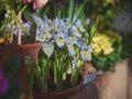 Yellow-blue irises in a pot at the exhibition of spring flowers. Royalty Free Stock Photo