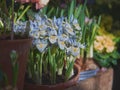 Yellow-blue irises in a pot at the exhibition of spring flowers. Royalty Free Stock Photo