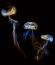 Colored jellyfish smoke on black background Royalty Free Stock Photo