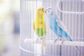 Yellow and blue parrots Royalty Free Stock Photo