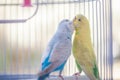 Yellow and blue parrots Royalty Free Stock Photo