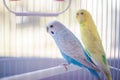 Yellow and blue parrots Royalty Free Stock Photo