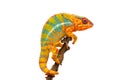 Yellow blue lizard Panther chameleon isolated on white background Royalty Free Stock Photo