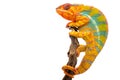 Yellow blue lizard Panther chameleon isolated on white background Royalty Free Stock Photo