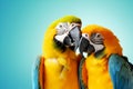 Yellow blue Lovebird parrots on light blue background. Two colorful lovebird parrots kissing. Colorful pets. Hugging animals. Love