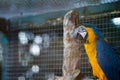 Yellow and blue Macaw Ara. Royalty Free Stock Photo