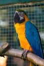 Yellow and blue Macaw Ara chloropterus at nature. Royalty Free Stock Photo