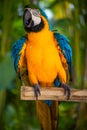 Yellow blue macaw parrot. Colorful cockatoo parrot sitting on wooden stick. Tropical bird park. Nature and environment concept. Royalty Free Stock Photo