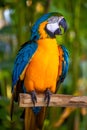 Yellow blue macaw parrot. Colorful cockatoo parrot sitting on wooden stick. Tropical bird park. Nature and environment concept. Royalty Free Stock Photo