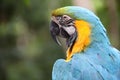 Yellow & Blue Macaw parrot with green background, Roatan, Honduras, Central America Royalty Free Stock Photo