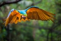 Yellow and blue Macaw parrot with open wings hunting Royalty Free Stock Photo