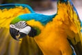 Yellow and blue Macaw parrot with open wings hunting Royalty Free Stock Photo