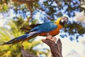 Yellow and blue maccaw Royalty Free Stock Photo