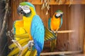 Two yellow-blue parrots. Zoo. Royalty Free Stock Photo