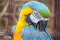 yellow-blue parrot in zoo. Royalty Free Stock Photo