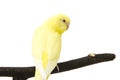 The yellow blue parrot is on a branch Royalty Free Stock Photo