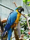 Yellow and blue parrot Royalty Free Stock Photo