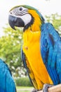 Yellow-blue parrot Royalty Free Stock Photo