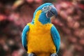 Yellow and blue parrot Scarlet macaw in a natural environment. Close-up of the bird in the wild Royalty Free Stock Photo