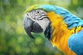 Yellow and blue Parrot Scarlet Macaw in a natural environment with an unfocused background Royalty Free Stock Photo