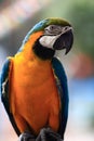 Yellow Blue Parrot Standing Royalty Free Stock Photo