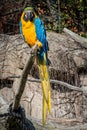 Yellow and blue parrot on a trunk